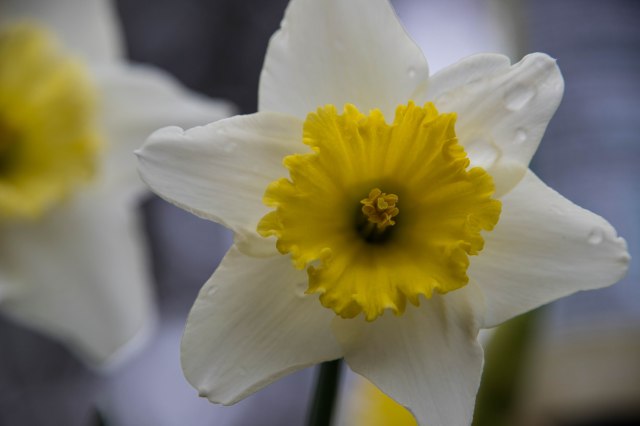 daffodil-2
